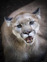 Mountain Lion Portrait 